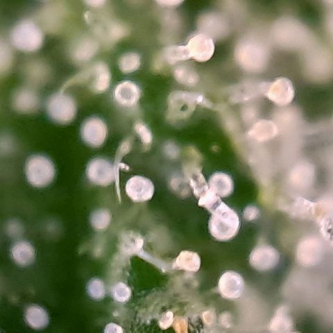Wedding cake barney #2 growlog timeline photo