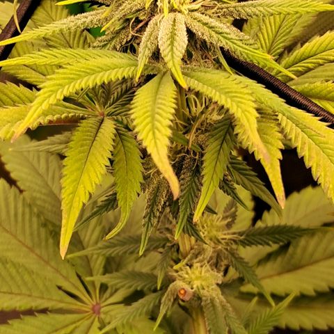 Wedding cake barney #2 growlog timeline photo