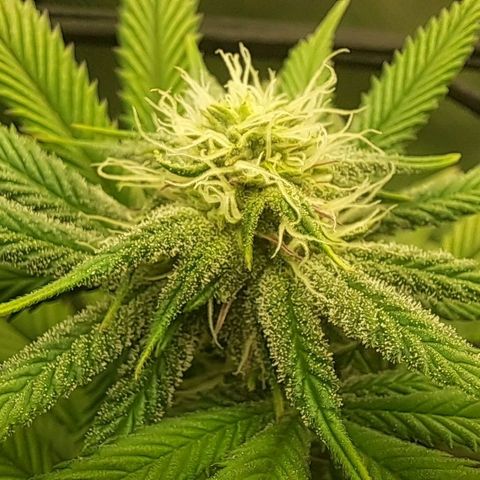 Wedding cake barney #2 growlog timeline photo