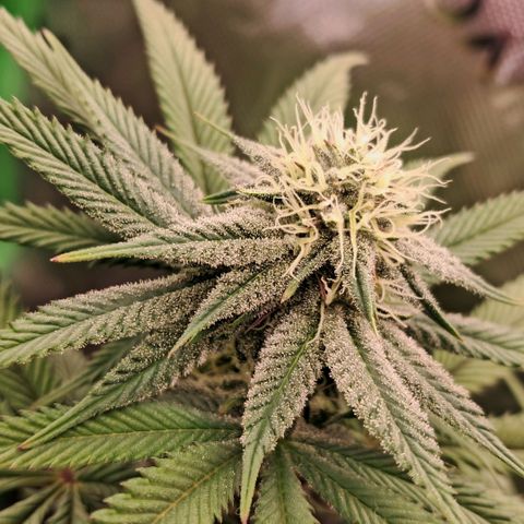 Wedding cake barney #2 growlog timeline photo
