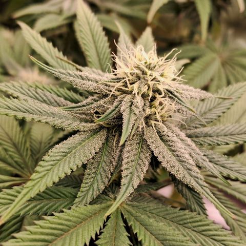 Wedding cake barney #2 growlog timeline photo