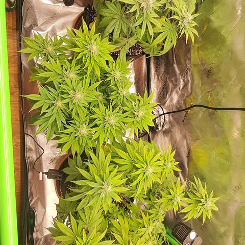Wedding cake barney #2 growlog timeline photo