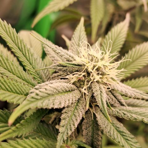 Wedding cake barney #2 growlog timeline photo