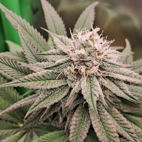 Wedding cake barney #2 growlog timeline photo