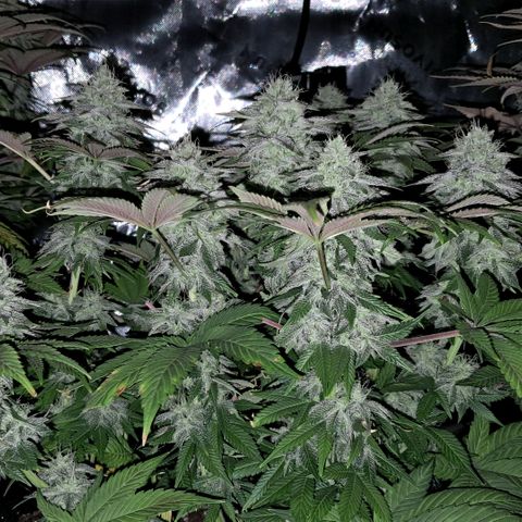 Wedding cake barney #2 growlog timeline photo