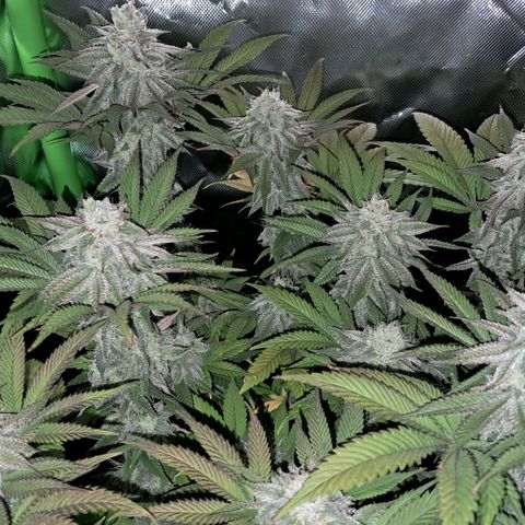 Wedding cake barney #2 growlog timeline photo