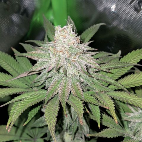 Wedding cake barney #2 growlog timeline photo