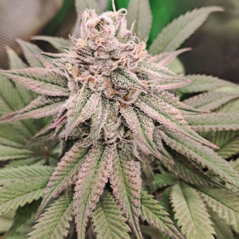 Wedding cake barney #2 growlog timeline photo