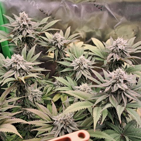 Wedding cake barney #2 growlog timeline photo