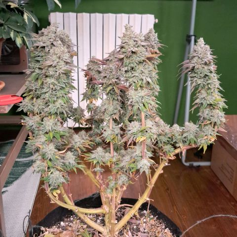 Wedding cake barney #2 growlog timeline photo