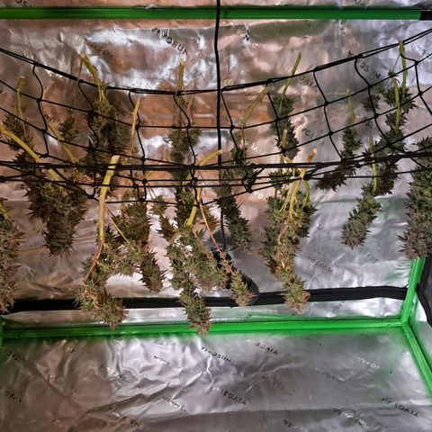 Wedding cake barney #2 growlog timeline photo