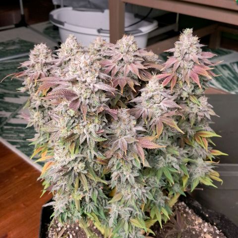 Wedding cake barney #2 growlog timeline photo