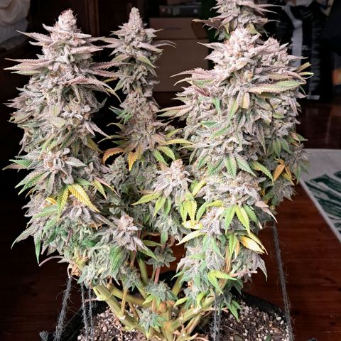 Wedding cake barney #2 growlog timeline photo