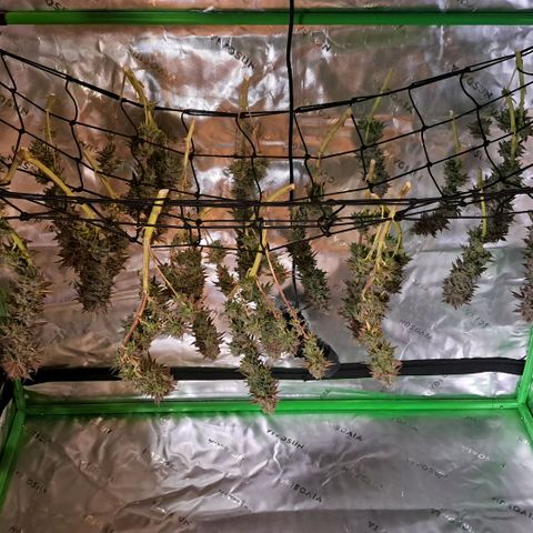 Wedding cake barney #2 growlog timeline photo