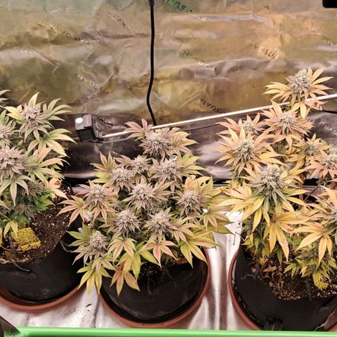 Wedding cake barney #2 growlog timeline photo
