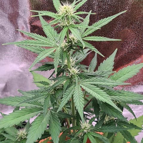 Abby growlog photo: Heute erste mal Dünger. Madamegrow für Wurzel und Blüte