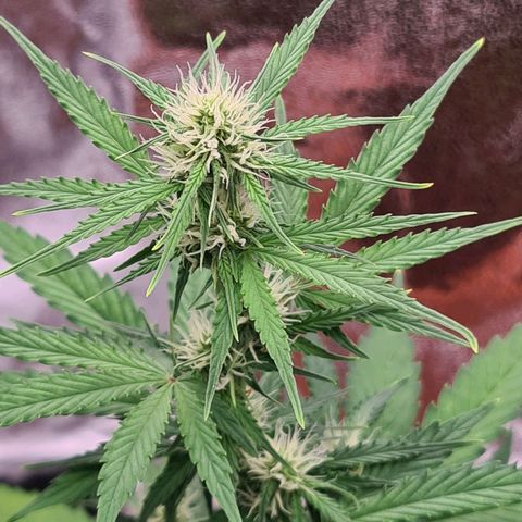 Abby growlog timeline photo