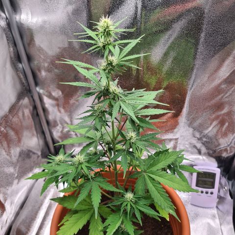 Abby growlog timeline photo