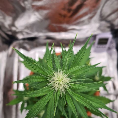 Abby growlog timeline photo
