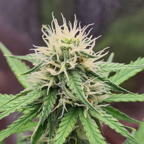 Abby growlog timeline photo