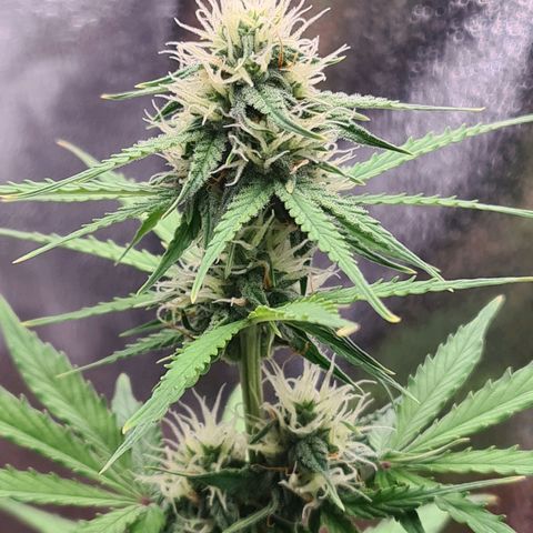 Abby growlog timeline photo