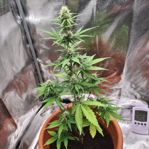 Abby growlog timeline photo