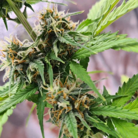 Abby growlog timeline photo