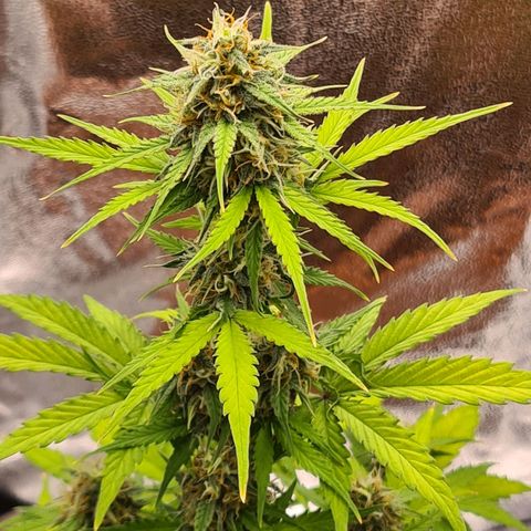 Abby growlog timeline photo
