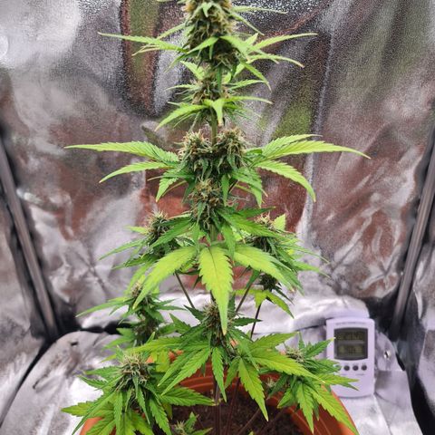 Abby growlog timeline photo