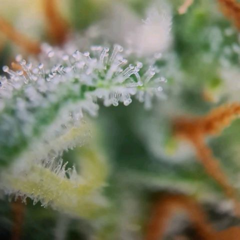Abby growlog timeline photo