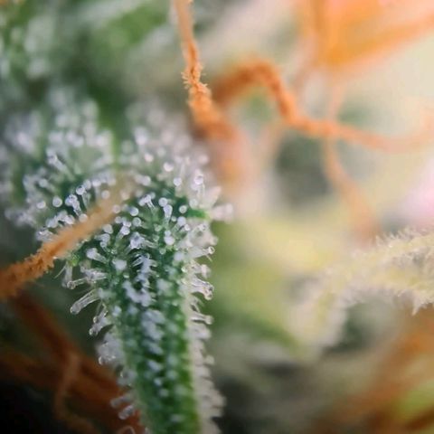 Abby growlog timeline photo