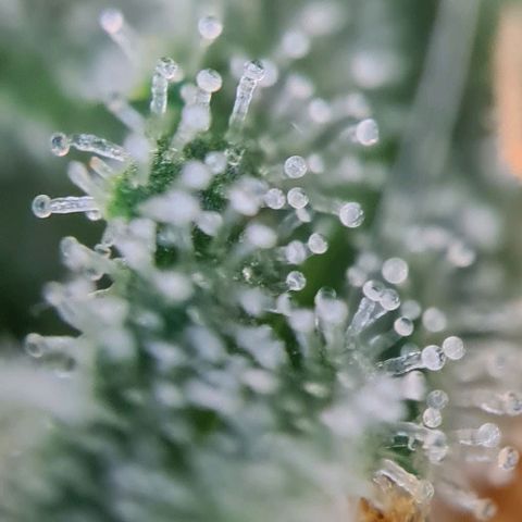 Abby growlog timeline photo
