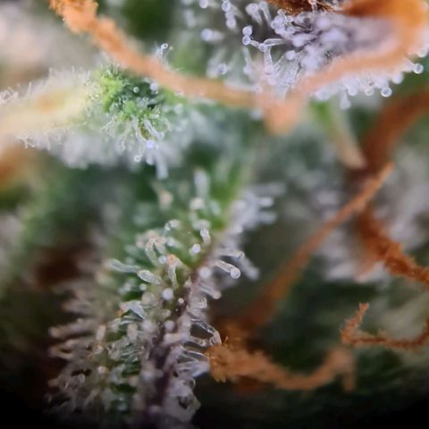 Abby growlog timeline photo