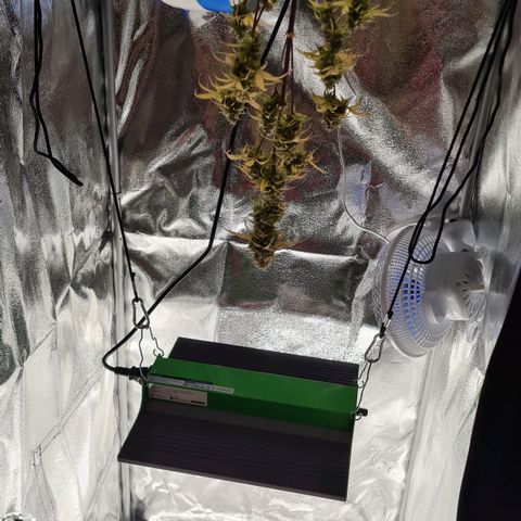 Abby growlog timeline photo