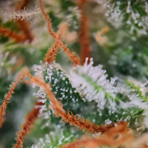 Abby growlog timeline photo