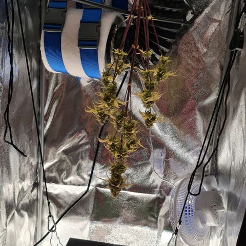 Abby growlog timeline photo