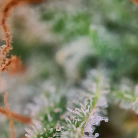 Abby growlog timeline photo