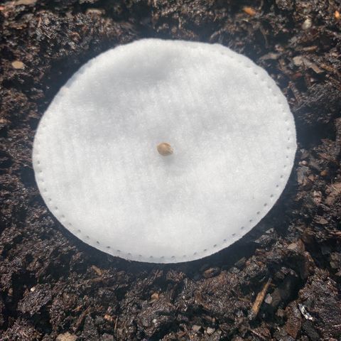 Royal Queen Seeds - CRITICAL (Cup Winner) growlog photo: Date of Birth 