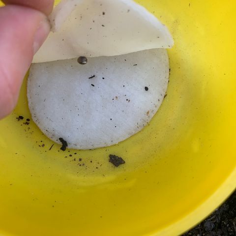 Royal Queen Seeds - CRITICAL (Cup Winner) growlog photo: Germinated - Root emerging 
