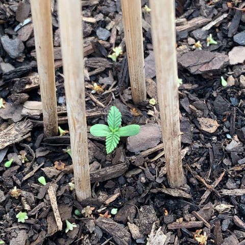 Royal Queen Seeds - CRITICAL (Cup Winner) growlog photo: Sprouted 