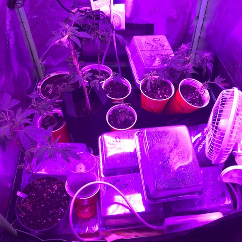 Unknown strain growlog timeline photo