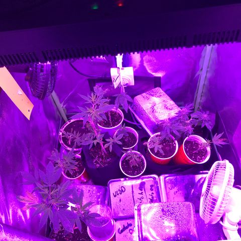 Unknown strain growlog photo: Purple space cookies is a seedling now