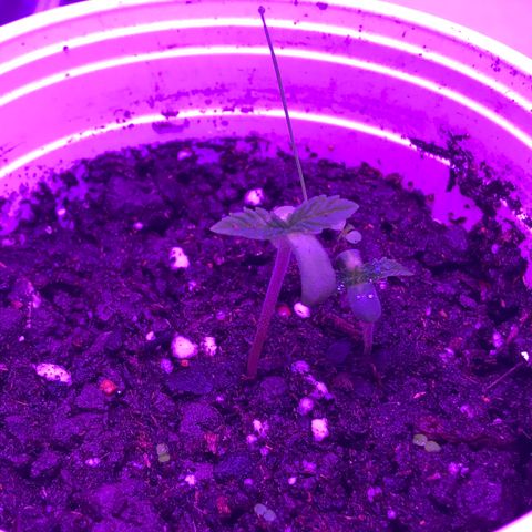 Unknown strain growlog timeline photo