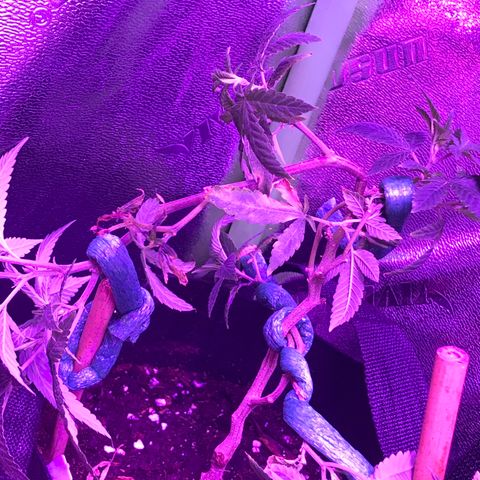 Unknown strain growlog timeline photo