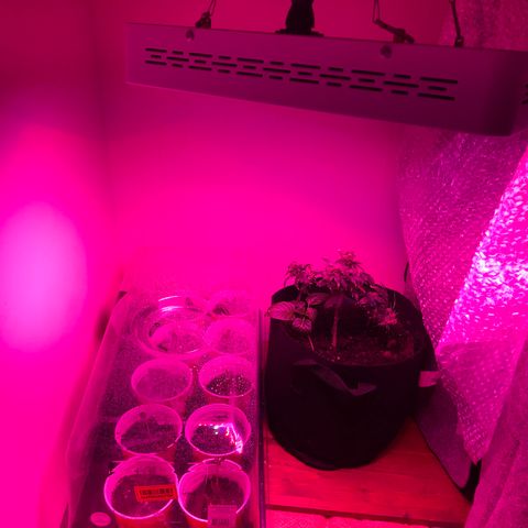 Unknown strain growlog timeline photo