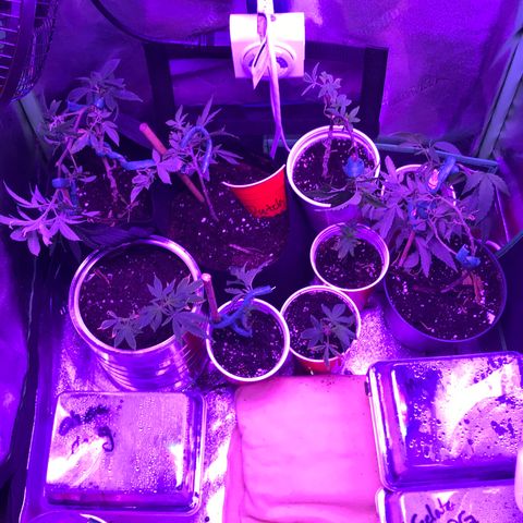Unknown strain growlog timeline photo