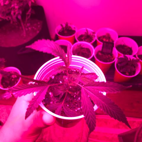 Unknown strain growlog photo: Every thing is good but one of the plants are dying 