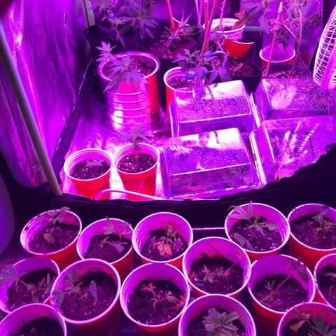 Unknown strain growlog photo: Every thing is good but one of the plants are dying 