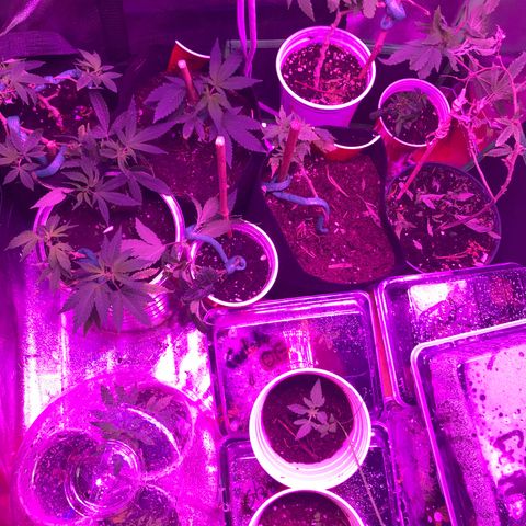 Unknown strain growlog photo: Every thing is good but one of the plants are dying 