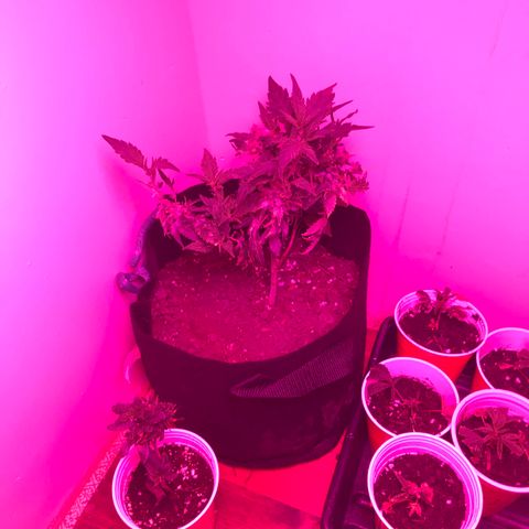 Unknown strain growlog photo: Every thing is good but one of the plants are dying 